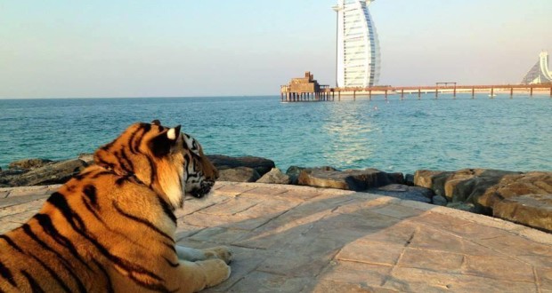 حتى النمر يستمتع بمشاهدة دبي